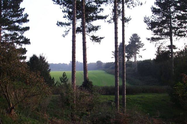The stand of Corsican pines in Rendlesham Forest identified by researchers as the reputed landing site.